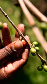 tl_files/kaffaland/kaffee/03-kaffa/kaffee_kaffa_visual.jpg tl_files/kaffaland/kaffee/03-kaffa/kaffee_kaffa_visual.jpg