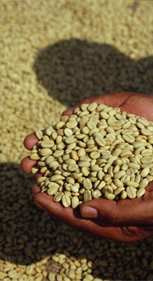 tl_files/kaffaland/kaffee/05-verarbeitung/kaffee_verarbeitung_visual.jpg tl_files/kaffaland/kaffee/05-verarbeitung/kaffee_verarbeitung_visual.jpg