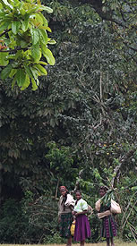 tl_files/kaffaland/projekt/rbberfolge.jpg tl_files/kaffaland/projekt/rbberfolge.jpg