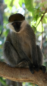 tl_files/kaffaland/regenwald/rbbbiospaerenreservat.jpg tl_files/kaffaland/regenwald/rbbbiospaerenreservat.jpg
