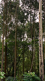 tl_files/kaffaland/regenwald/rbbregenwald.jpg tl_files/kaffaland/regenwald/rbbregenwald.jpg